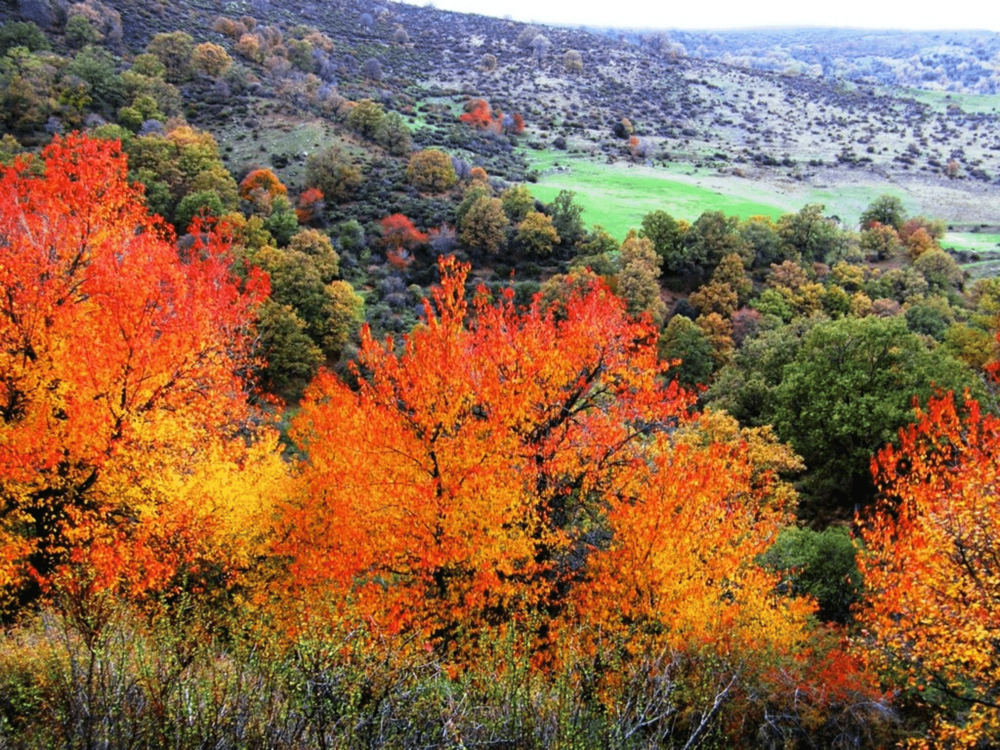 Dehesa del Camarate