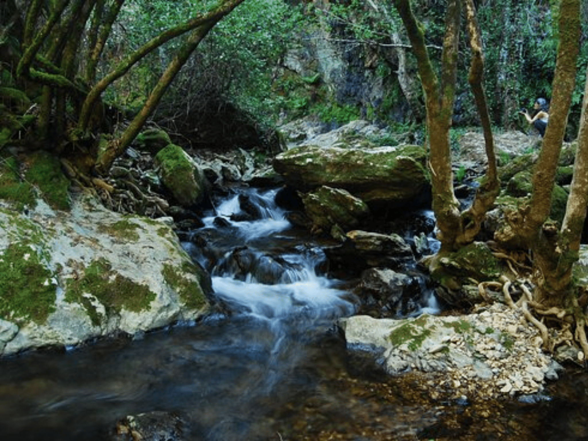 Ribera de Jabugo 